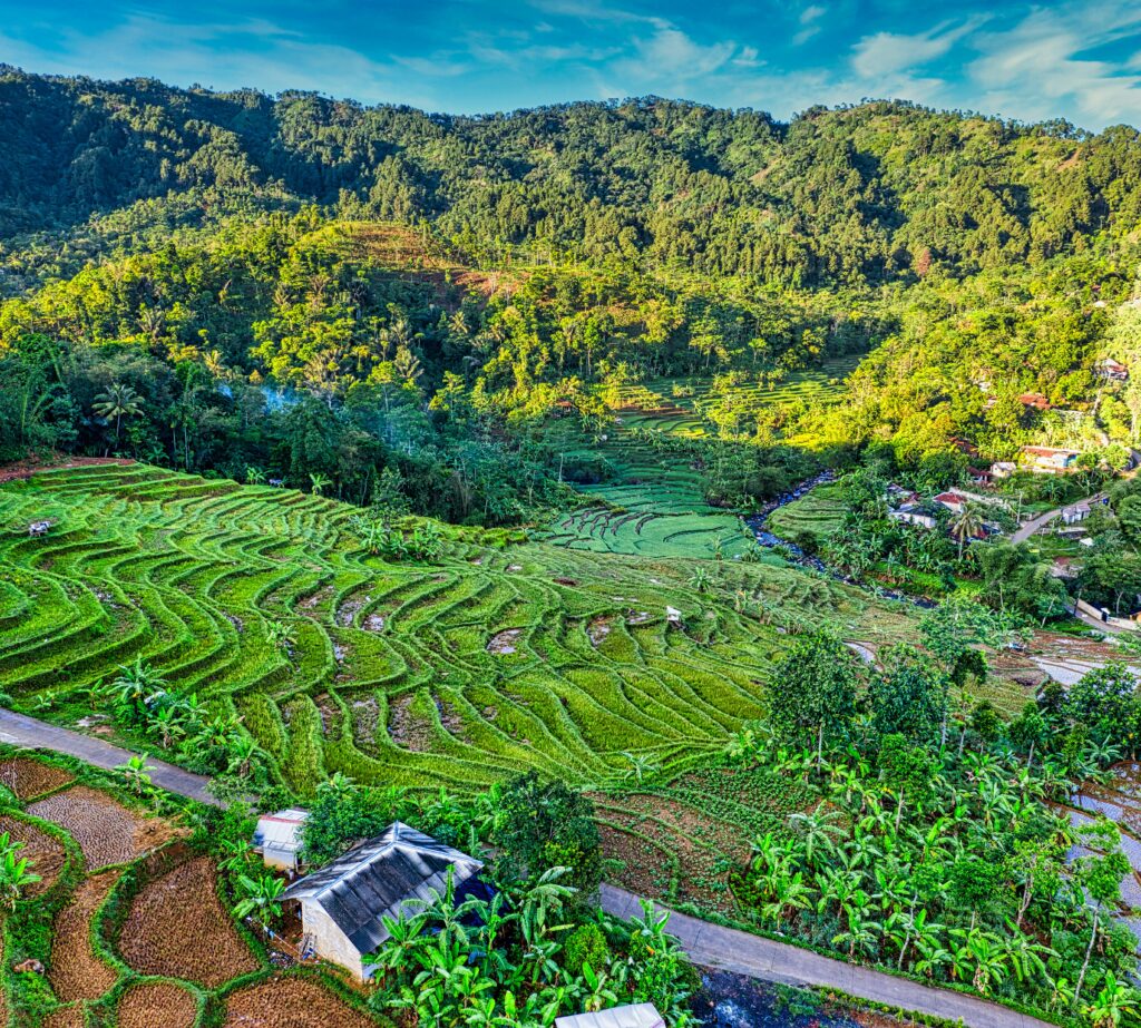 Drone view of plantations with cultivating plants growing on hills with village houses surrounded by exotic forest