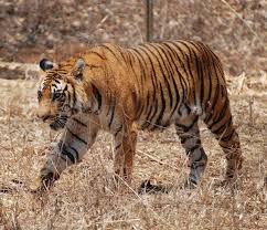 Nagarhole Wildlife Safari: Everything You Need to Know