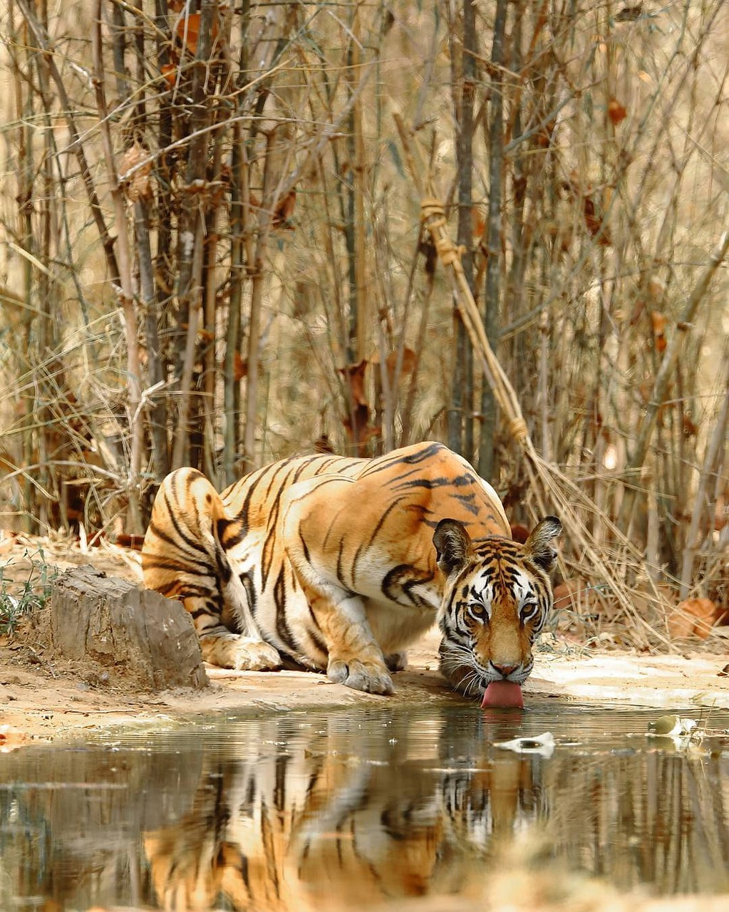 Wildlife Awaits: How to Make the Most of Your Bannerghatta Safari