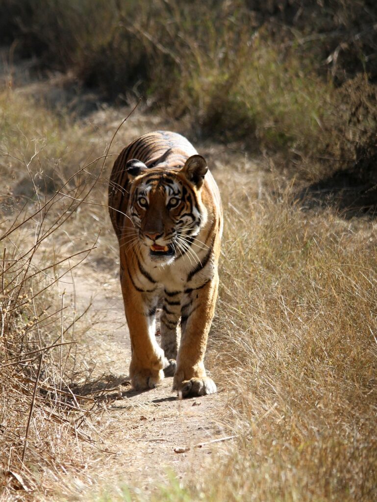 bengal tiger, pet, tiger