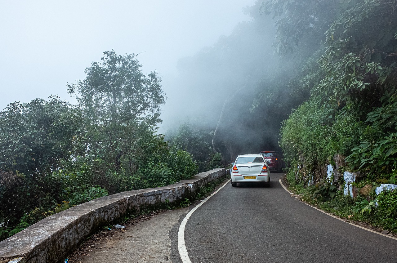 morning, fog, mystical