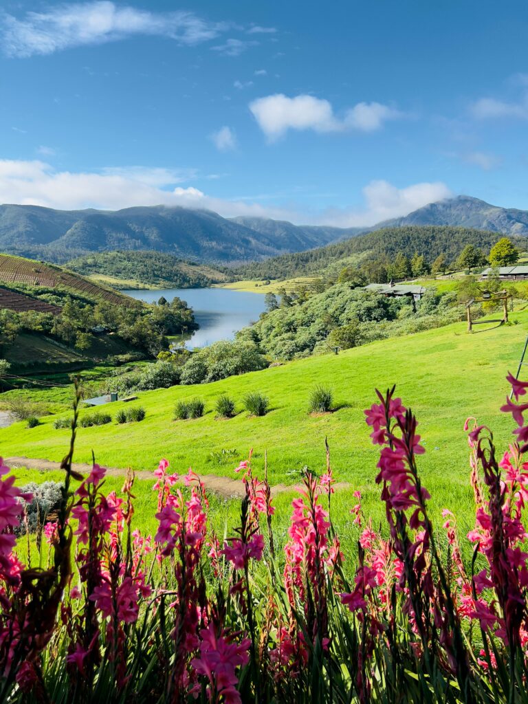 Breathtaking summer landscape featuring vibrant flowers, rolling hills, and a pristine lake in Ooty, India.