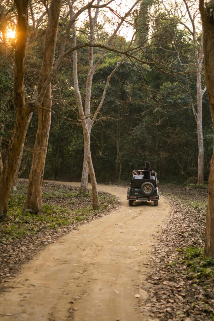 A jeep drives through a scenic forest trail at sunset, surrounded by towering trees.