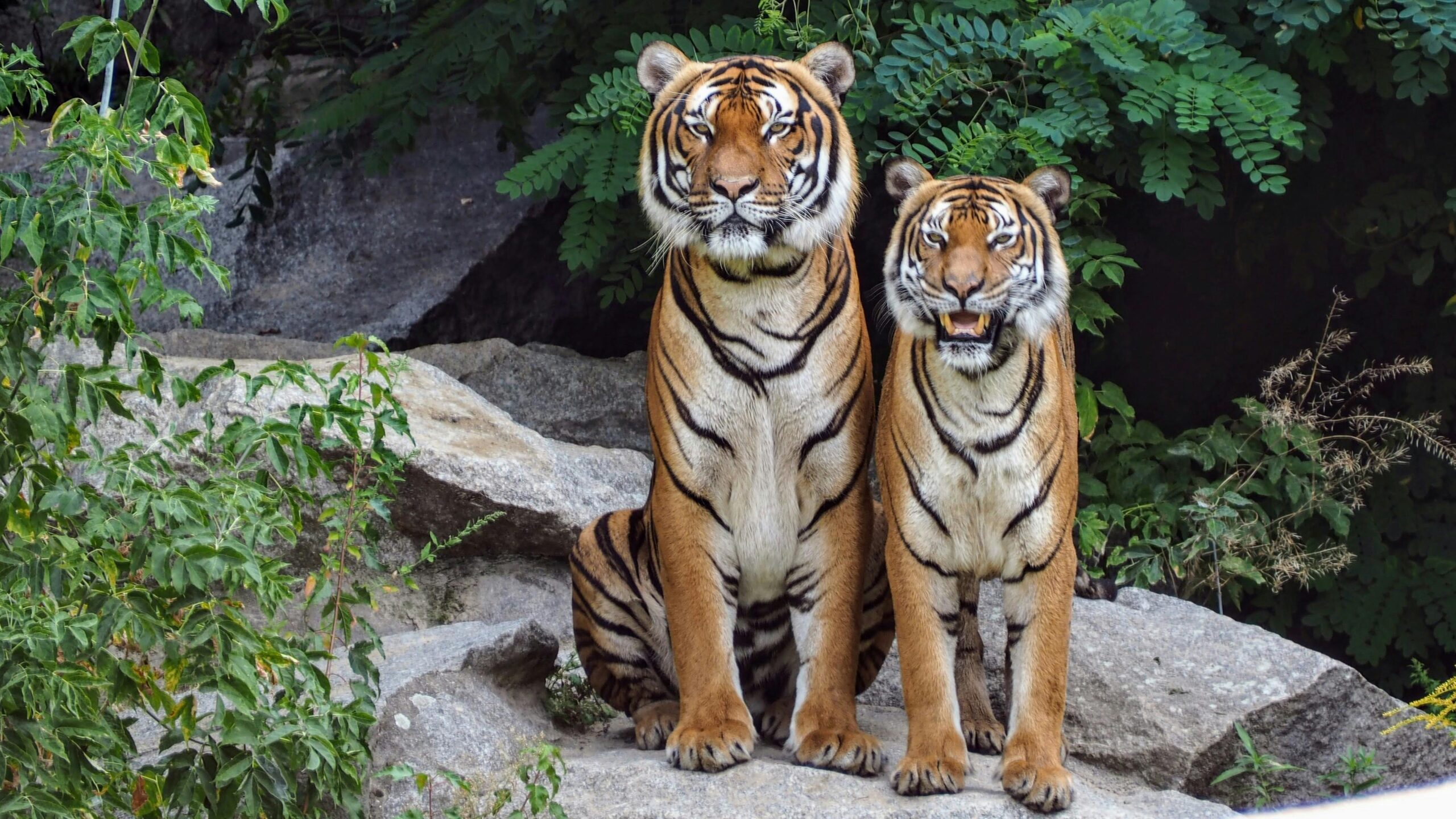 Two Bengal tigers sitting on rocks surrounded by lush greenery, showcasing their natural beauty.