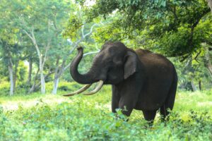 Wildlife Awaits: How to Make the Most of Your Bannerghatta Safari